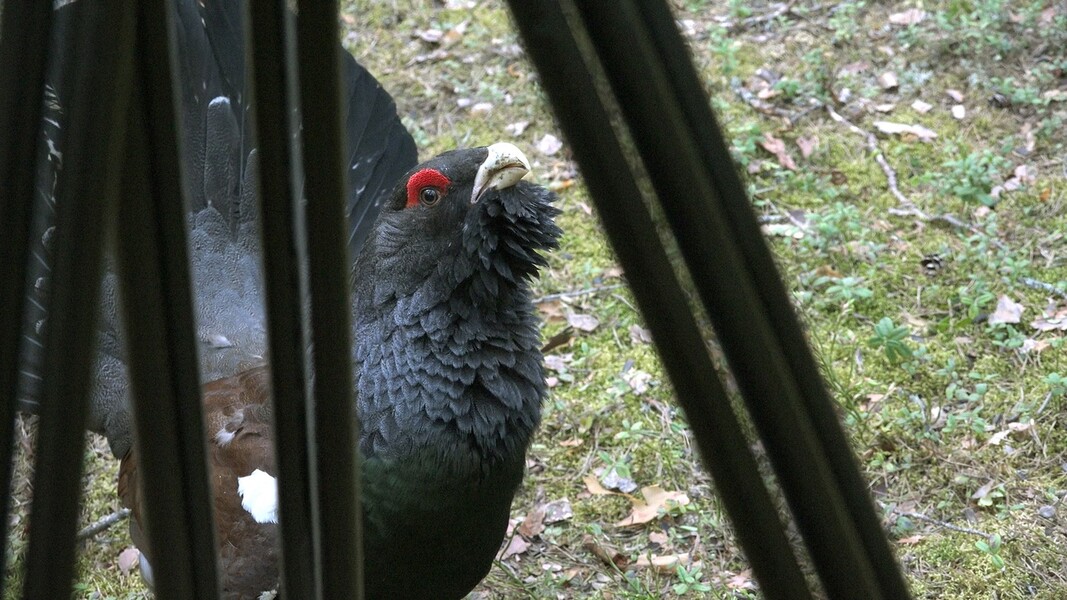 Глухарь – птица ленинградского леса