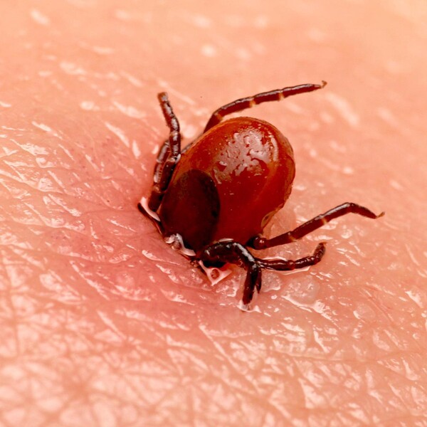 Клещи продолжают нападать на сосновоборцев