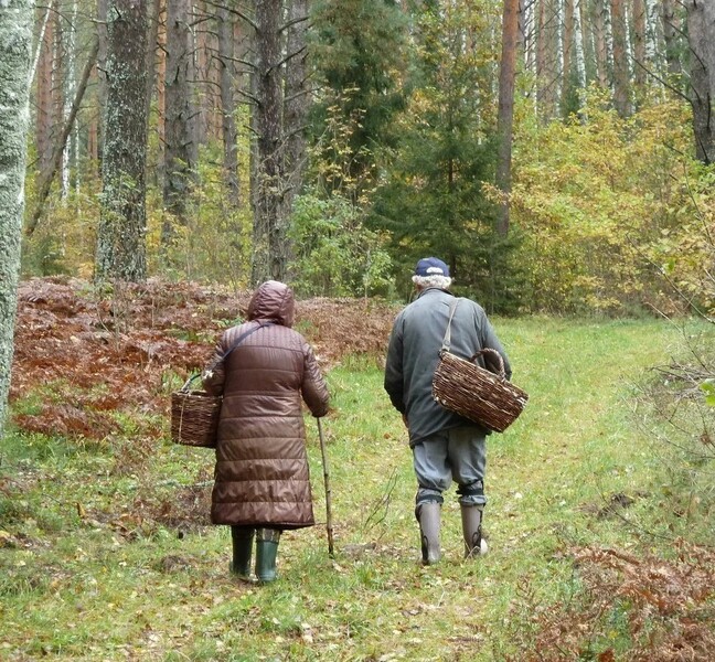 Как вести себя в лесу? (1)