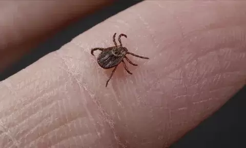 Клещи кусаются реже