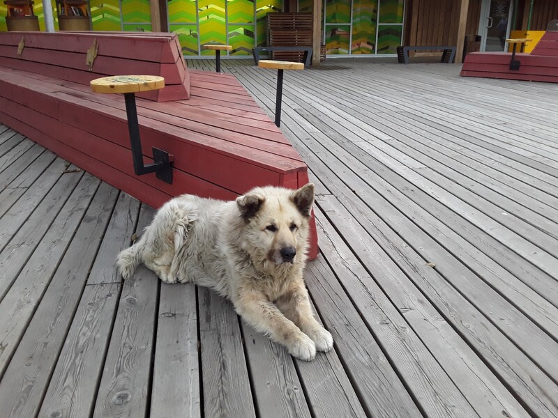 Жил-был пес