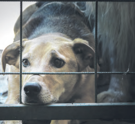 Безнадзорные животные - радость или беда?